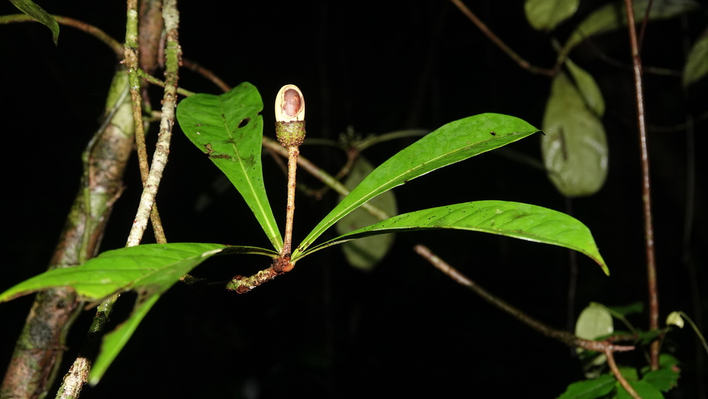 Aniba megaphylla