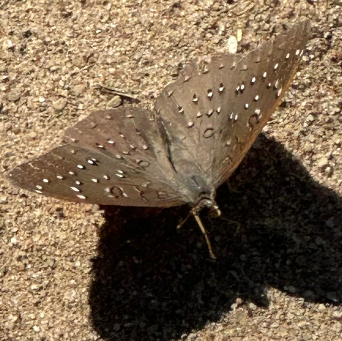 Guineafowl Butterfly