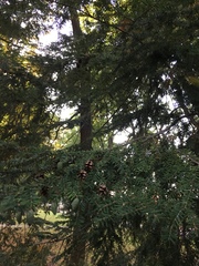 Tsuga canadensis