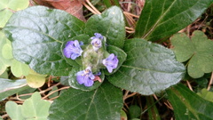 Ajuga reptans