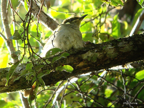 Microptilotis orientalis, 2009-05-26