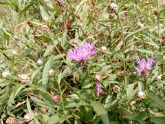 Centaurea jacea