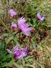 Centaurea jacea