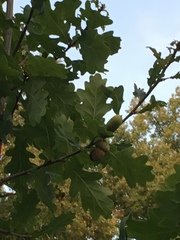 Quercus robur