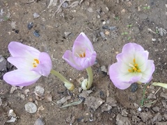 Colchicum speciosum