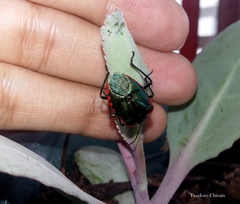 Rhyssocephala