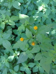 Bidens pilosa pilosa