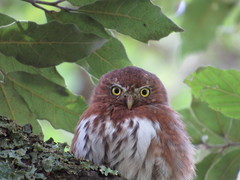 Glaucidium