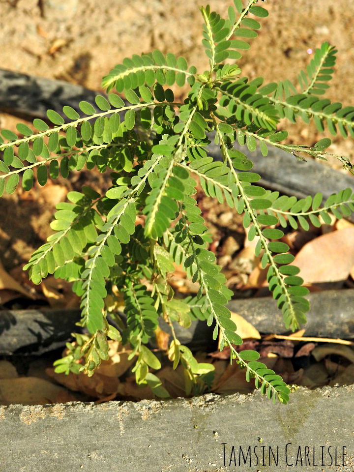 Phyllanthus rotundifolius