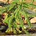 Phyllanthus rotundifolius - Photo (c) Tamsin Carlisle, algunos derechos reservados (CC BY-NC-SA)