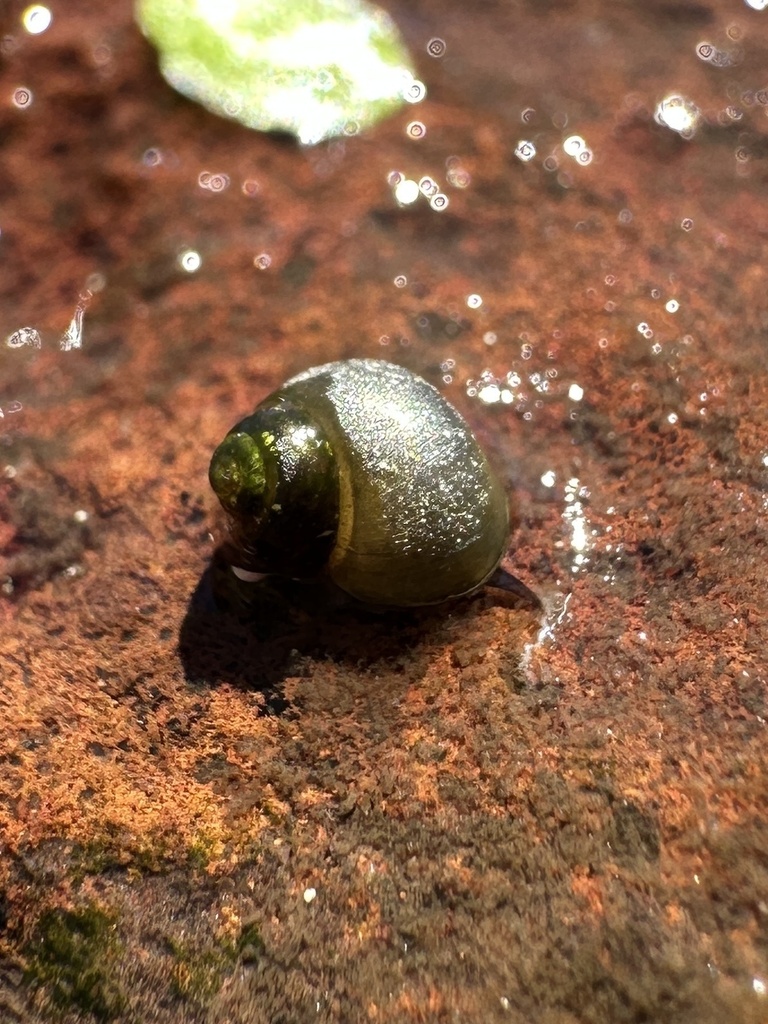Turban Pebblesnail