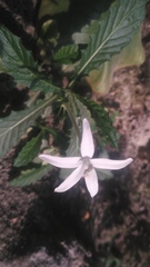 Hippobroma longiflora