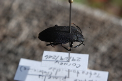 Penthe pimelia
