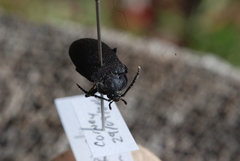 Penthe pimelia