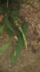 Setaria palmifolia