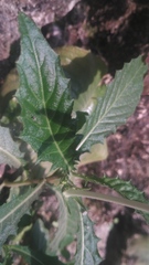 Hippobroma longiflora