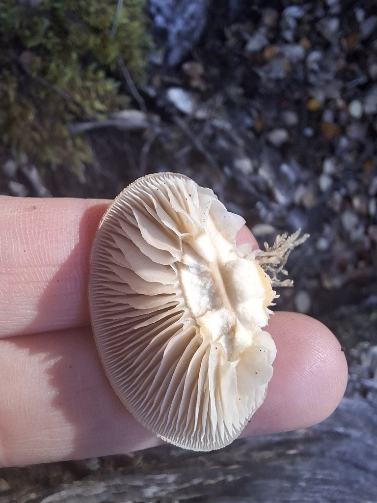 Conchomyces bursiformis · May 2025 · photo: © armillariabianca (iNaturalist, cc0)