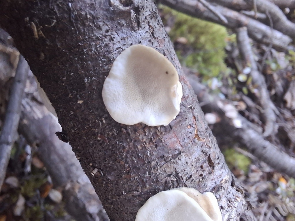 Trametes versicolor · May 2025 · photo: © armillariabianca (iNaturalist, cc0)