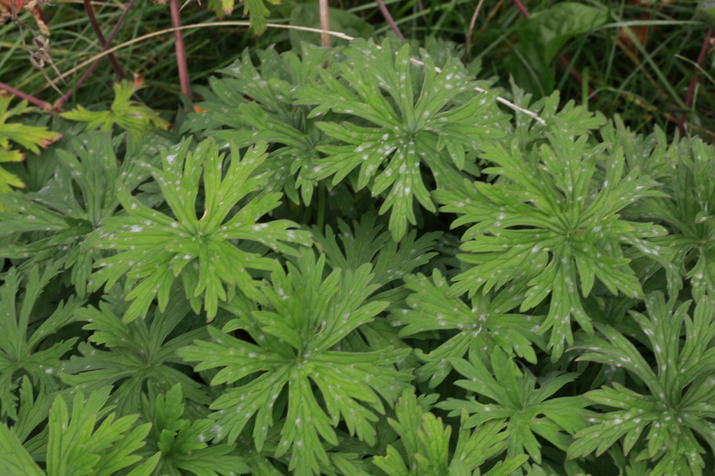 Beemdooievaarsbek (Geranium pratense)