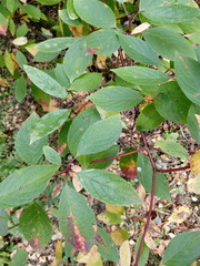 Cornus alba