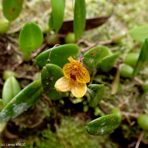 Bulbophyllum analamazoatrae