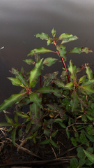 Magnoliopsida