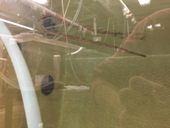 Fistularia tabacaria