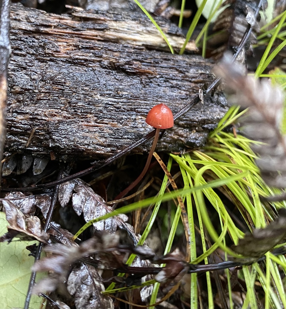 Mycena ura · May 2025 · photo: © acs123 (iNaturalist, cc0)