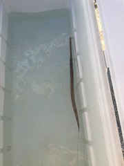 Fistularia tabacaria