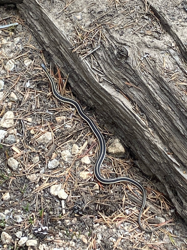 iNaturalist observation photo of Western Terrestrial Garter Snake