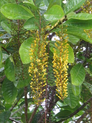 Lophanthera lactescens