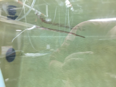 Fistularia tabacaria