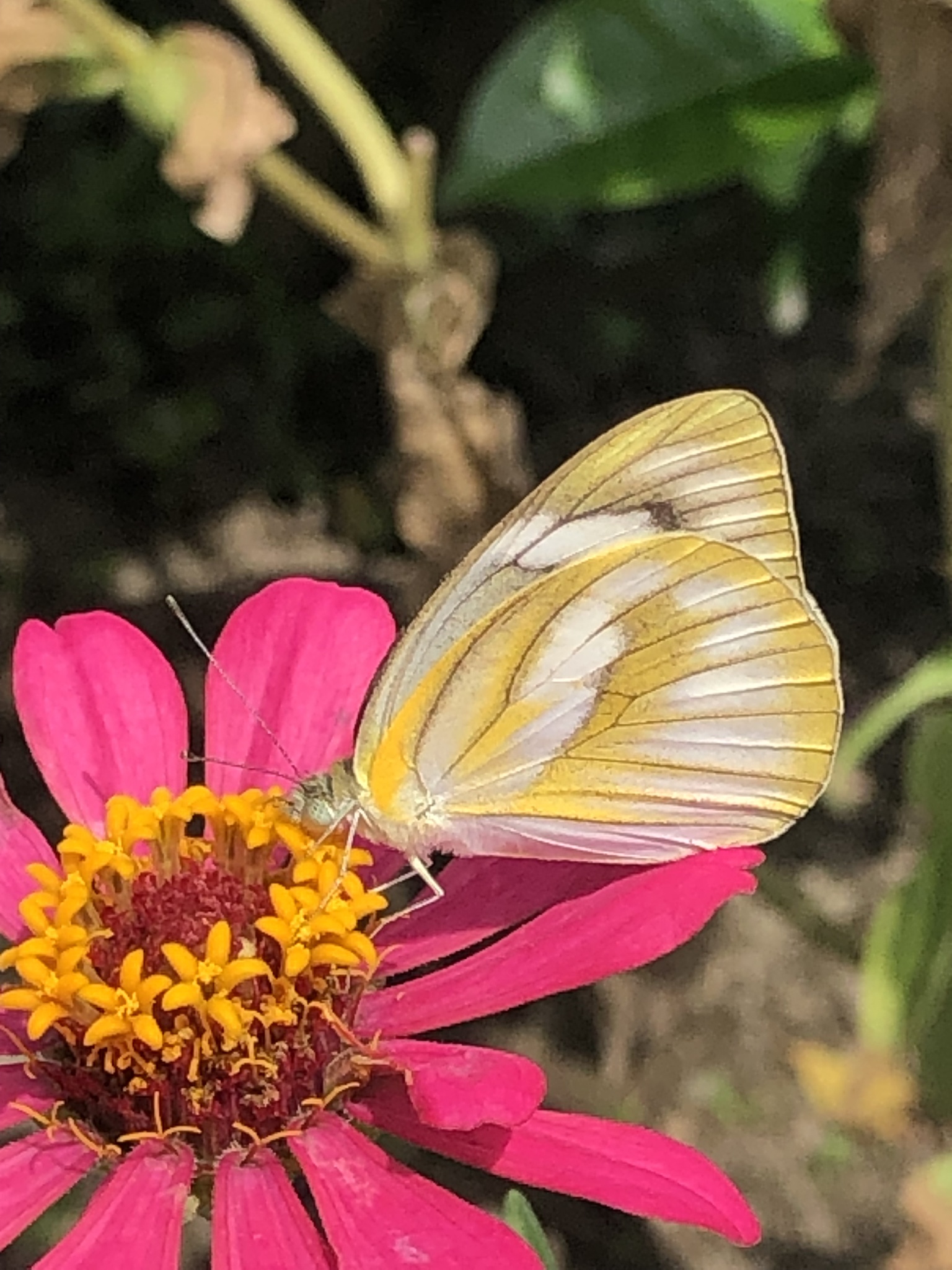 Striped Albatross