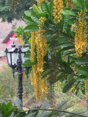 Lophanthera lactescens
