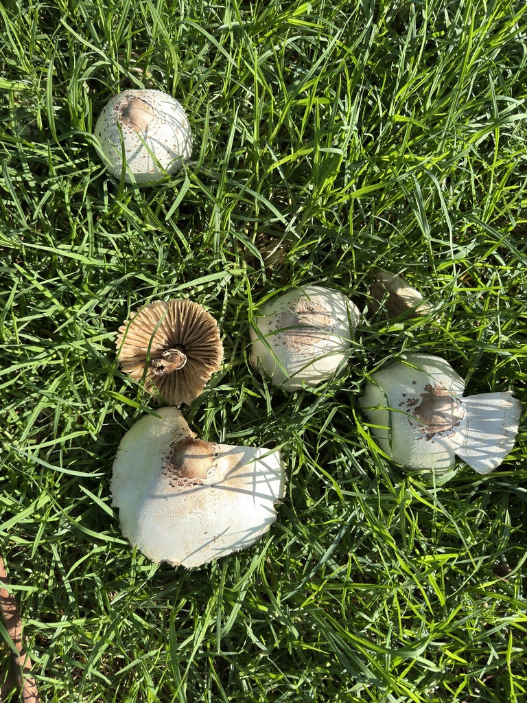 Chlorophyllum molybdites · May 2025 · photo: © lawrencehylton (iNaturalist, cc-by)