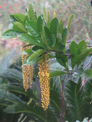 Lophanthera lactescens
