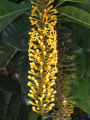 Lophanthera lactescens