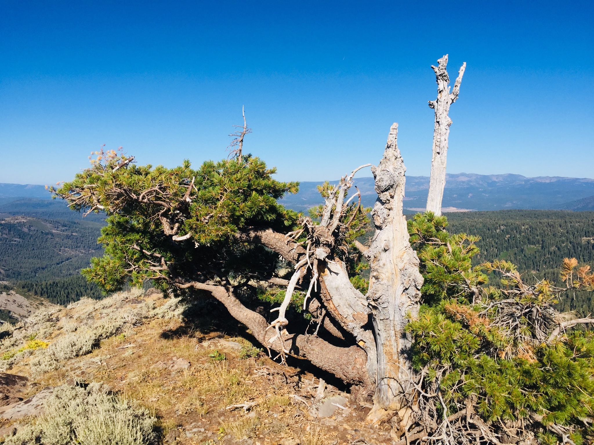 Pinus albicaulis