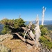 Pinus albicaulis - Photo (c) Gary Griffith, μερικά δικαιώματα διατηρούνται (CC BY-NC-SA), uploaded by Gary Griffith