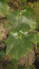 Monophyllaea