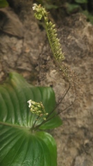 Monophyllaea