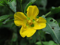 Ludwigia repens
