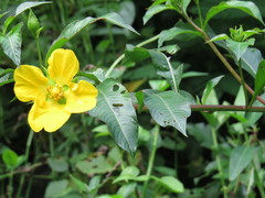 Ludwigia repens