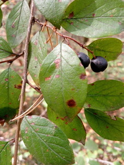 Cotoneaster lucidus