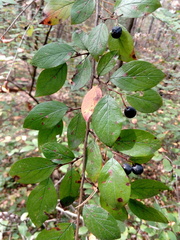 Cotoneaster lucidus