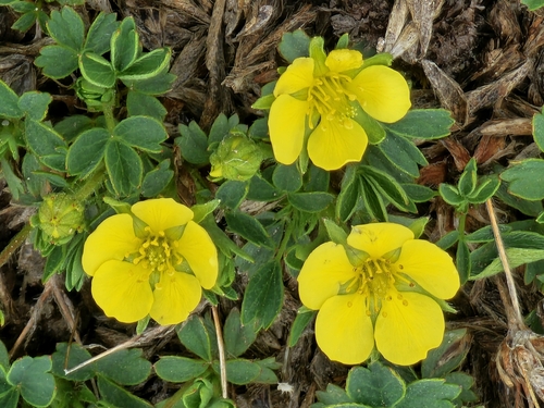Sibbaldiopsis miyabei iNat (3)