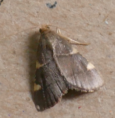 Hypsopygia olinalis
