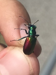 Cicindela scutellaris scutellaris