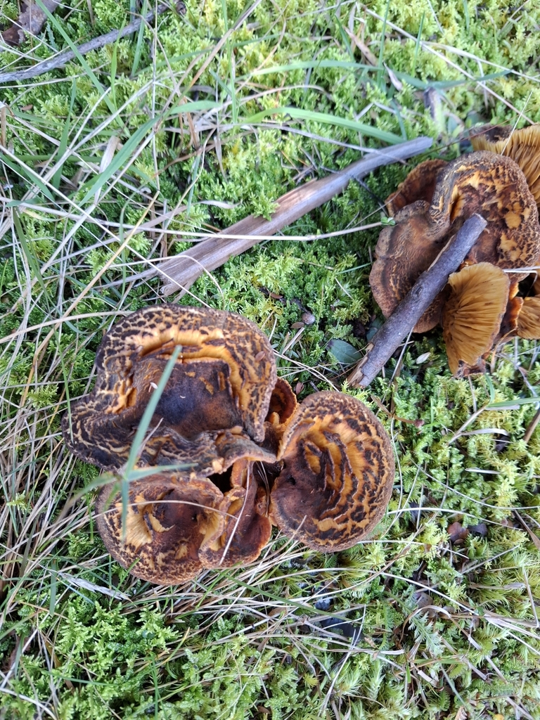Austropaxillus squarrosus