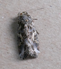Spodoptera ornithogalli